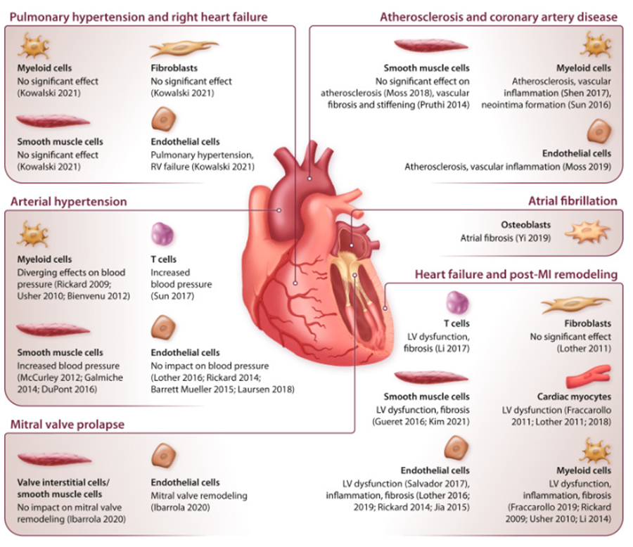 34) In #heartfailure, #aldosterone and non-ligand MR activation worsens:
 🫀 Cardiac remodeling
 💦 Volume overload
 🧠 #Neurohormonal activation
 🔓 pubmed.ncbi.nlm.nih.gov/35529088/