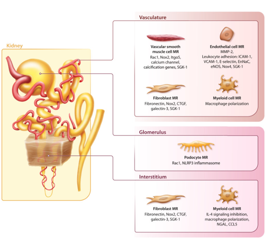 35) In the kidney, #aldosterone and non-ligand MR activation drives:
⚠️ #Albuminuria
⚠️ #Glomerulosclerosis
⚠️ #Tubulointerstitial fibrosis
 
Aldosterone’s toxicity extends beyond hemodynamics—structural renal injury is real.
🔓 pubmed.ncbi.nlm.nih.gov/35529084/