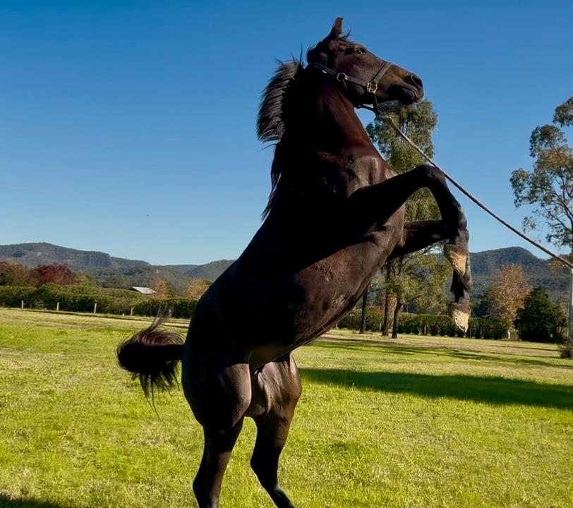Artistic Lady (Trapeze Artist x Ocean Bridge) enjoying her spell and feeling very good about herself!