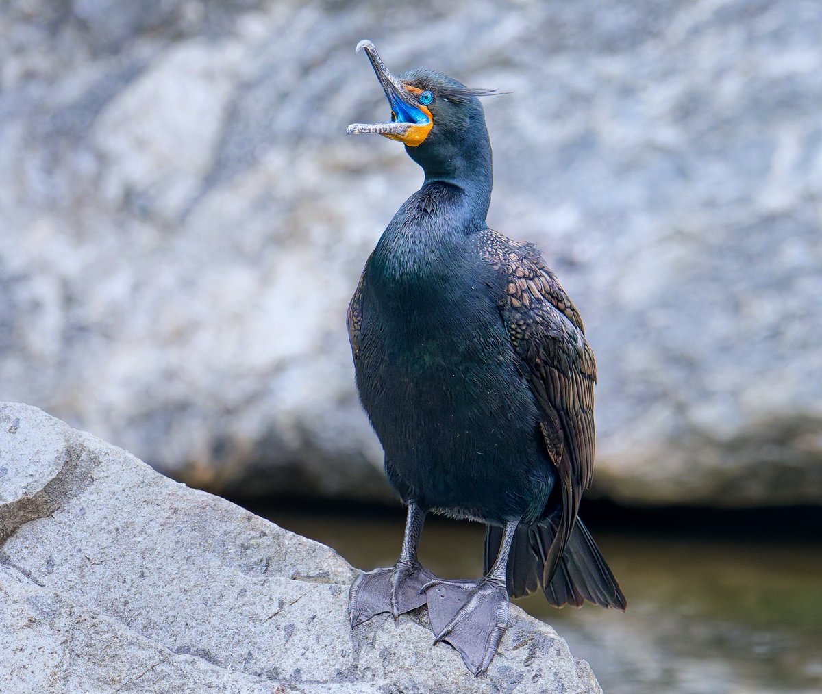 Ruben Giron (@rubengi02391602) on Twitter photo Double-crested Cormorant - During the breeding season, the inside of their mouths turn a beautiful blue color which is used as a courtship display. Harlem Meer in CP. #birdcpp <a href="/BirdCentralPark/">Manhattan Bird Alert</a> Double-crested Cormorant - During the breeding season, the inside of their mouths turn a beautiful blue color which is used as a courtship display. Harlem Meer in CP. #birdcpp <a href="/BirdCentralPark/">Manhattan Bird Alert</a>