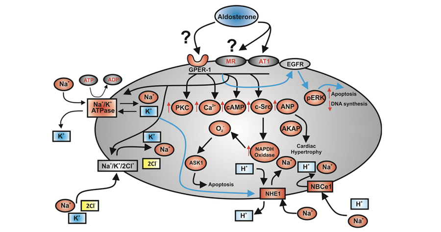 40) More recent studies have shown that the #GPER-1 mediates some of the rapid effects of #aldosterone in vascular endothelial cells and in the heart
See pubmed.ncbi.nlm.nih.gov/27942913/