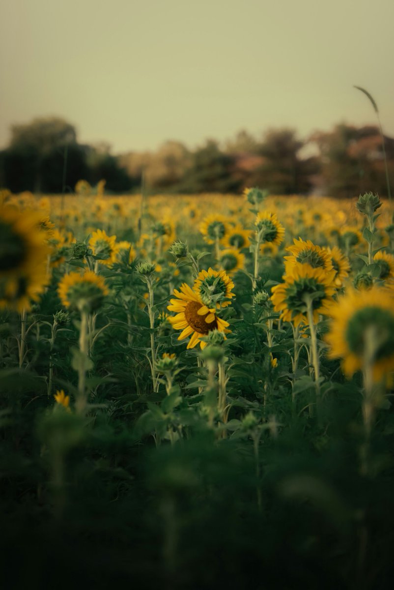IMGWmeteo's tweet image. &quot;Dane opublikowane w najnowszym raporcie WMO (...) wskazują, że średnia globalna temperatura powietrza dla każdego roku w okresie 2025-2029 będzie wyższa o 1,2-1,9 st. C&quot;

Zapraszamy na nowy artykuł 👇
obserwator.imgw.pl/2025/05/28/prz…
#IMGW #obserwator #artykuł #globalneocieplenie