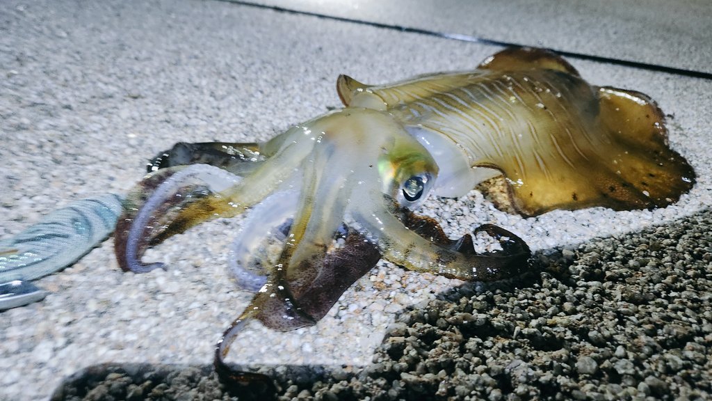y_ta_rou's tweet photo. アオリイカ　1.2kg　でした☺

完全フォール中のアタック

このエギに助けられてます！

#釣り
#エギング
#DAIWA
#釣り
#福岡
#北九州 https://t.co/ytK6ADZ9mF