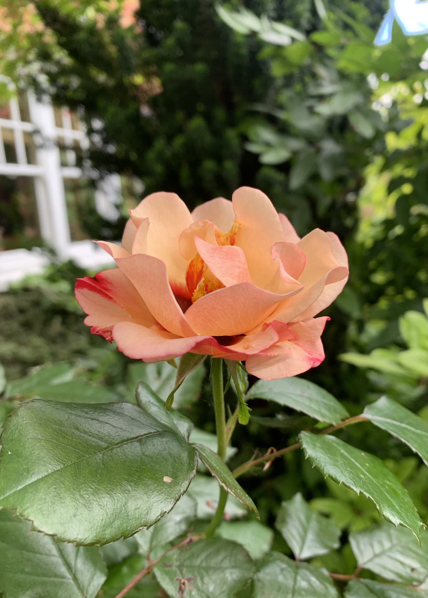 Roses in the front garden