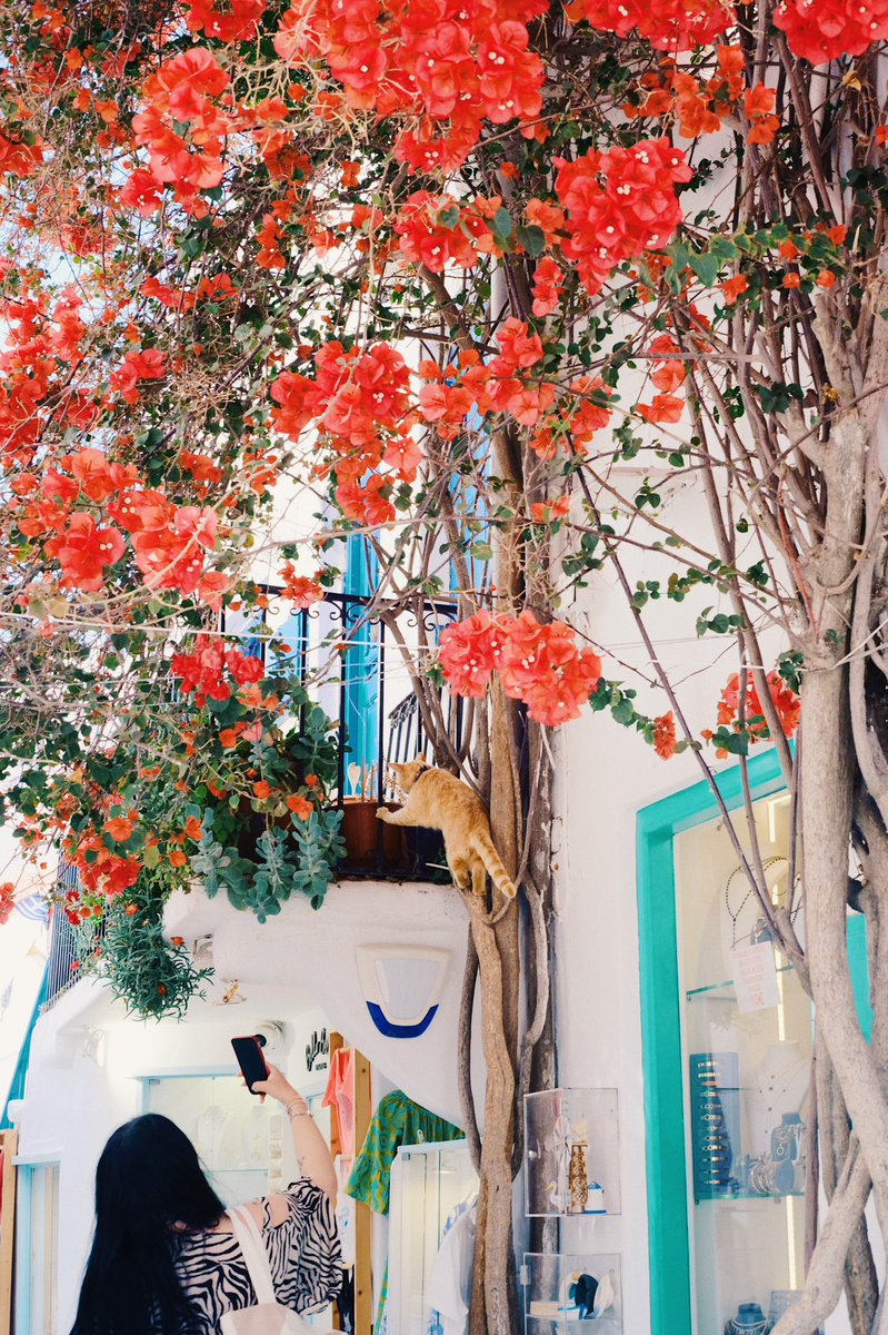 Natsuho Yamanaka tweet media