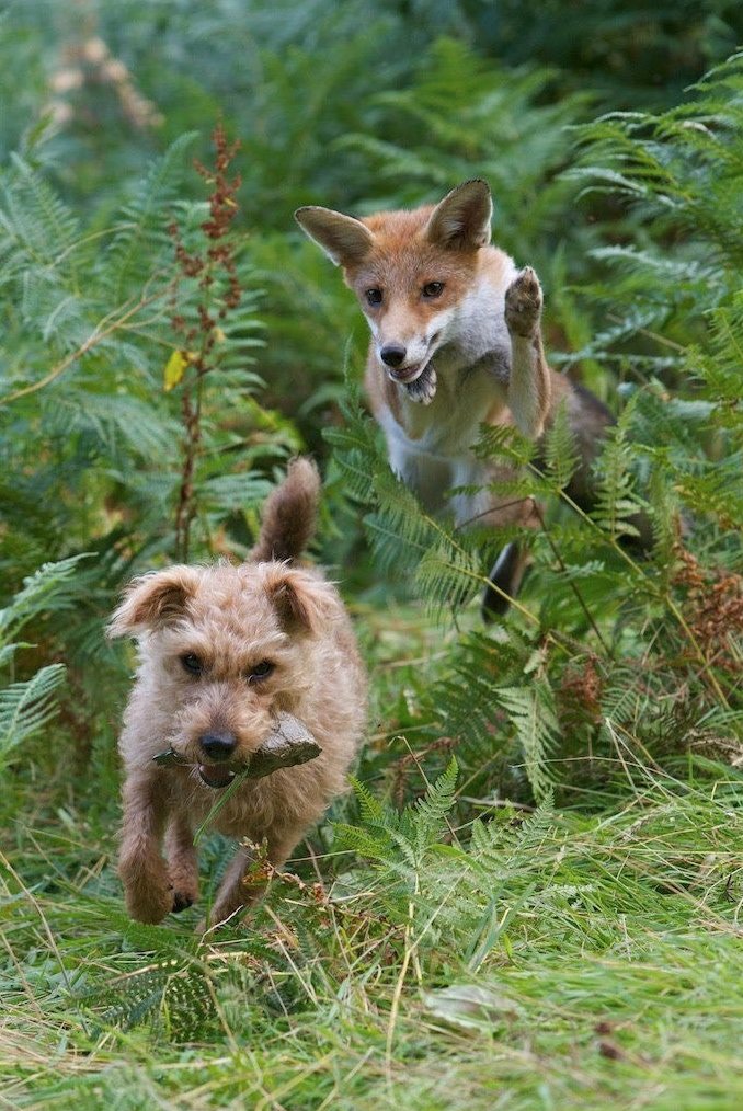Yesterdays image got accused of being AI or photoshopped by the pro hunt brigade on FB. No, Just a fox and a terrier playing, enjoying life. #foxoftheday
