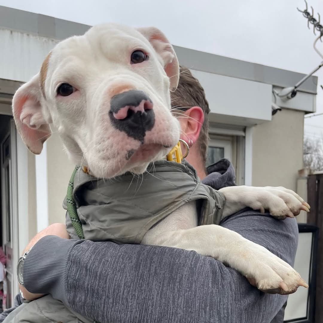 Please retweet, we need to start putting the blame for this pet crisis on the breeders who are placing profit before welfare and on the people that are buying pets without proper research and commitment. No one should ever buy a puppy or kitten without seeing them with mum and