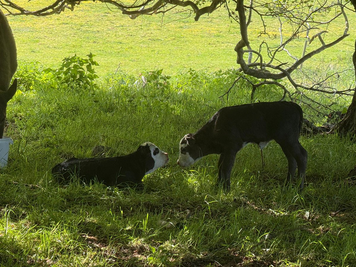 It's an absolute joy to see new life joining us on the estate this spring 🐮