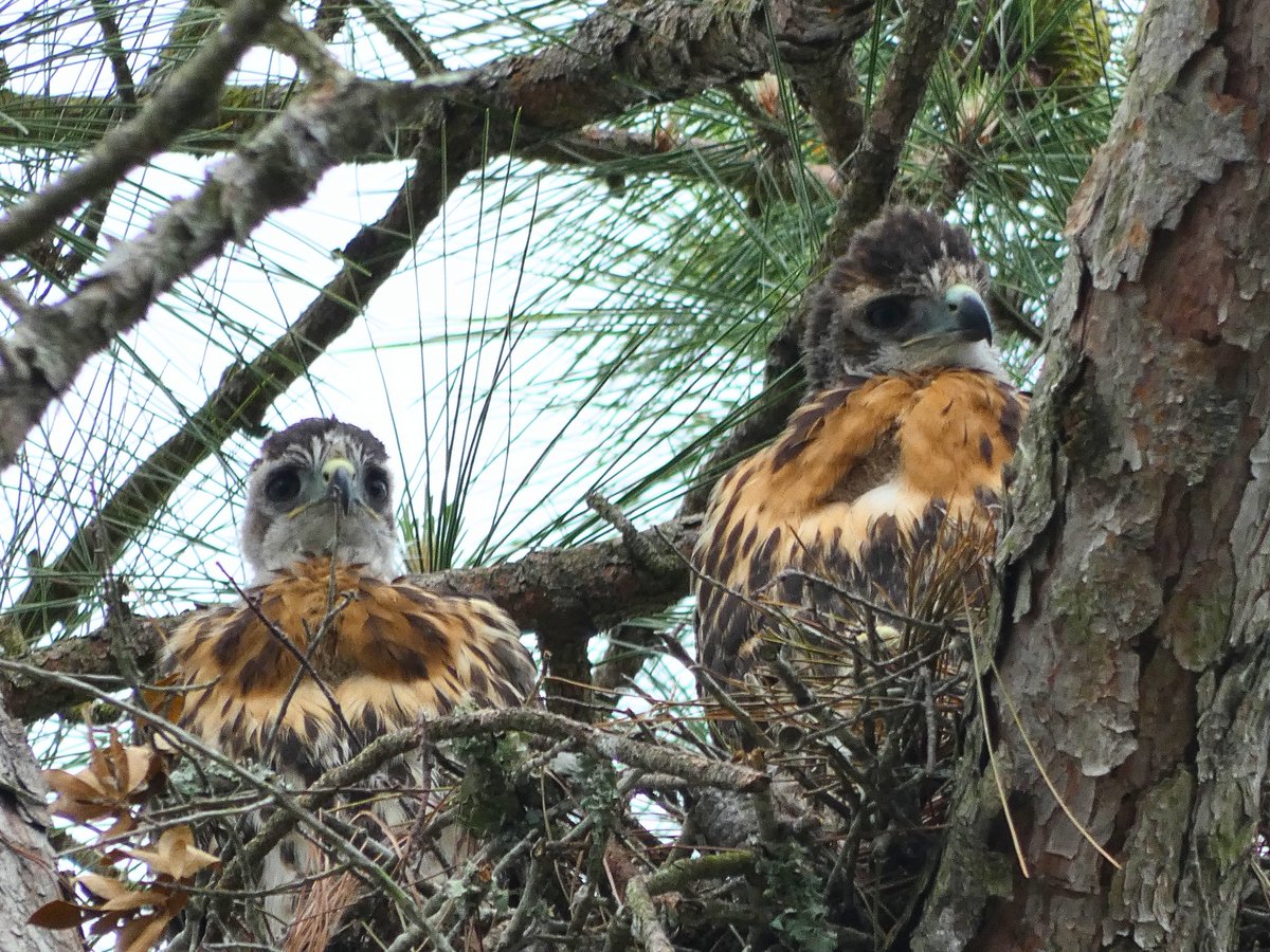 MMoore_hoops's tweet photo. Good morning! #babies #RedTailHawks @EdPiotrowski @medwick @ChrissyKohler @WXIIJackie @jamiearnoldWMBF @LeeHaywoodWX @dogwoodblooms @marioncaldwx @JustinMcKeeWx @StarboardRail @ThePhotoHour @Christina4casts @CMorganWX @AndrewWMBF @ScottyPowellWX @jgreenhillwx @TimBuckleyWX https://t.co/FQgfStdJ9y