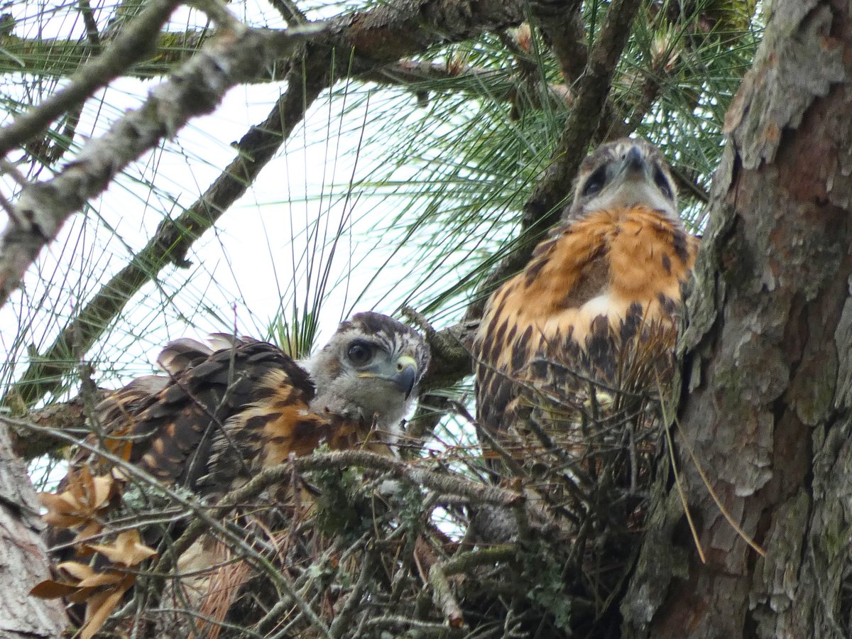 MMoore_hoops's tweet photo. Good morning! #babies #RedTailHawks @EdPiotrowski @medwick @ChrissyKohler @WXIIJackie @jamiearnoldWMBF @LeeHaywoodWX @dogwoodblooms @marioncaldwx @JustinMcKeeWx @StarboardRail @ThePhotoHour @Christina4casts @CMorganWX @AndrewWMBF @ScottyPowellWX @jgreenhillwx @TimBuckleyWX https://t.co/FQgfStdJ9y