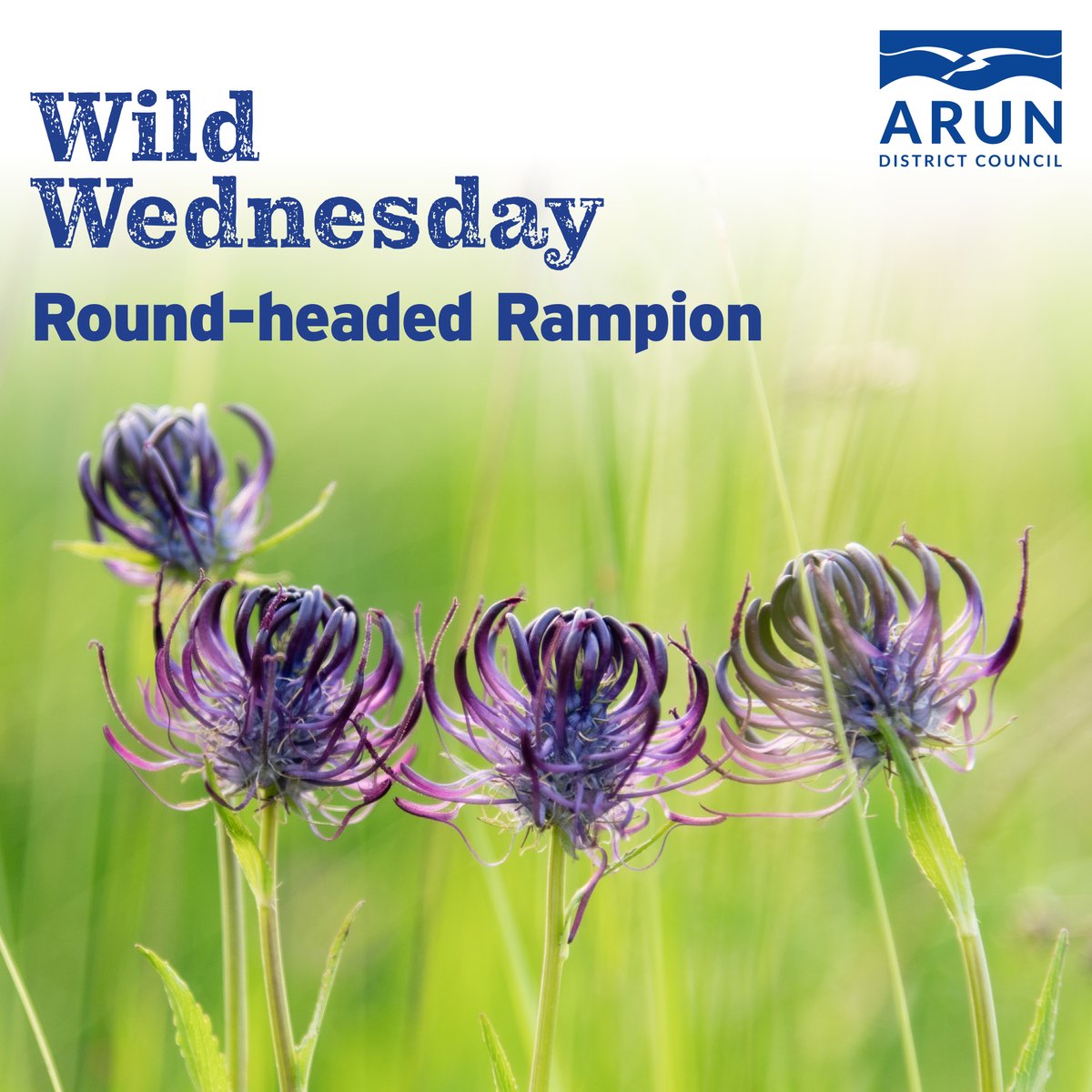 The Round-headed Rampion, scientific name, Phyteuma orbiculare is known as the 'Pride of Sussex,' is the county flower of Sussex, this wildflower is relatively rare and found primarily on the South Downs. Read more here: ow.ly/nMLH50VZVMC