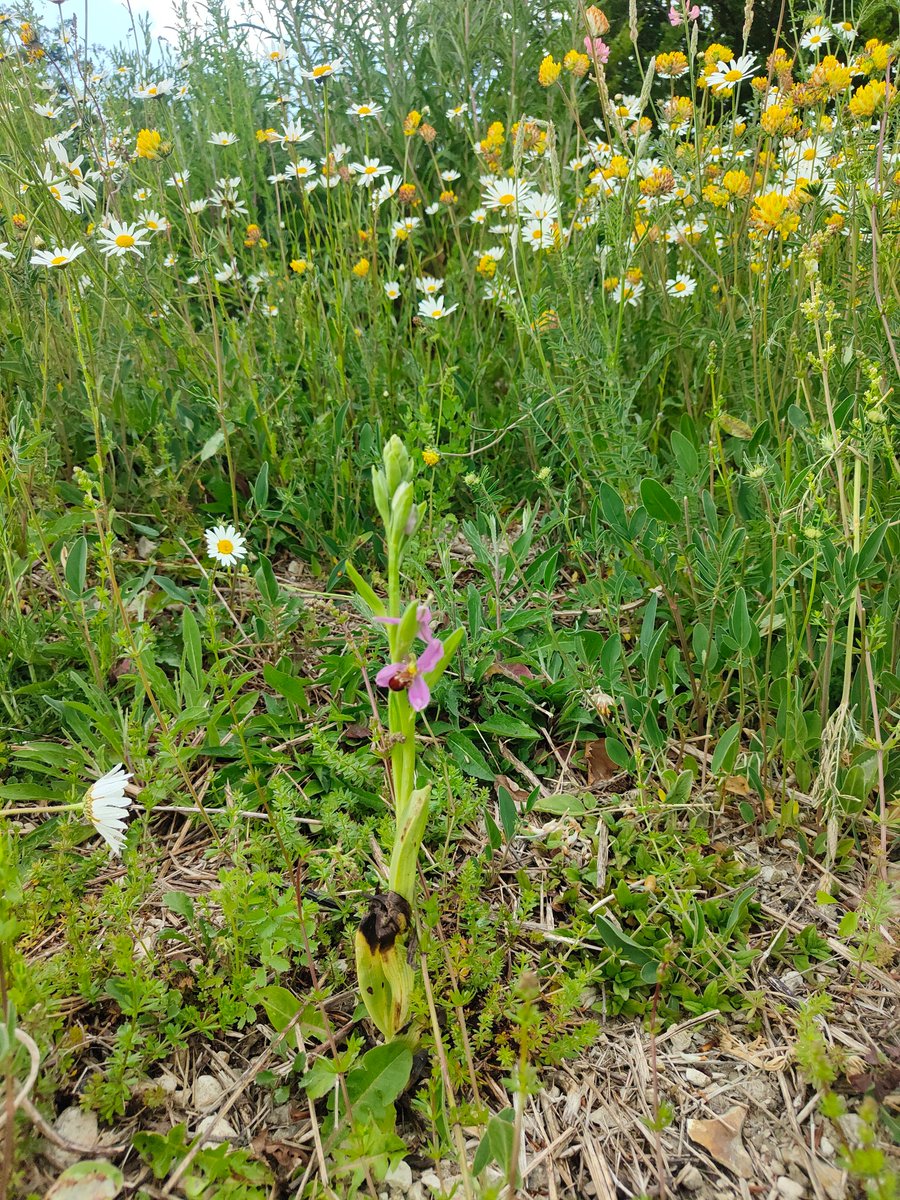 Butterfly Conservation Reserve Officer Fiona has sent us a great pic of a bee orchid at Chilcomb sports ground - we manage the site for recreation and biodiversity. She also recorded a Small Blue (Cupido minimus) butterfly 🦋