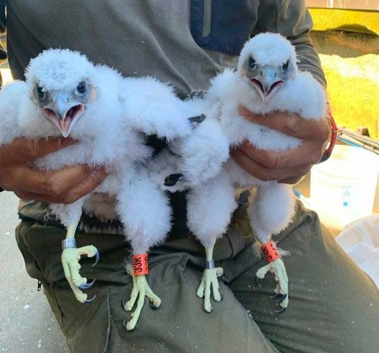 University of Glasgow (@uofglasgow) on Twitter photo Say hello to Jack & Victor, the new additions to UofG falcon family! 🐦
Bonnie and Clyde, a pair of Peregrine Falcons who return to nest atop the Gilbert Scott Building each spring, have welcomed their new chicks.
📸 <a href="/ClarkeElsby/">Clarke Elsby</a> #TeamUofG Say hello to Jack & Victor, the new additions to UofG falcon family! 🐦
Bonnie and Clyde, a pair of Peregrine Falcons who return to nest atop the Gilbert Scott Building each spring, have welcomed their new chicks.
📸 <a href="/ClarkeElsby/">Clarke Elsby</a> #TeamUofG