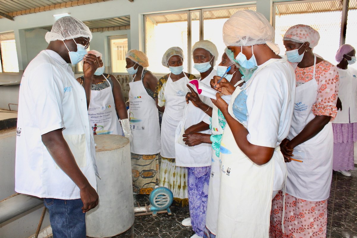 FAO West Africa (@faowestafrica) on Twitter photo 🐟Du 6 au 8 mai, des femmes transformatrices de poisson de Casamance ont visité #Dionewar pour échanger sur les bonnes pratiques dans le cadre du projet #AnareDifal
Projet financé par Japon & mis en œuvre par <a href="/FAO/">Food and Agriculture Organization</a> en partenariat avec <a href="/gouvsn/">Actu du Gouvernement</a>
Lire l’article au 1er commentaire👇 🐟Du 6 au 8 mai, des femmes transformatrices de poisson de Casamance ont visité #Dionewar pour échanger sur les bonnes pratiques dans le cadre du projet #AnareDifal
Projet financé par Japon & mis en œuvre par <a href="/FAO/">Food and Agriculture Organization</a> en partenariat avec <a href="/gouvsn/">Actu du Gouvernement</a>
Lire l’article au 1er commentaire👇