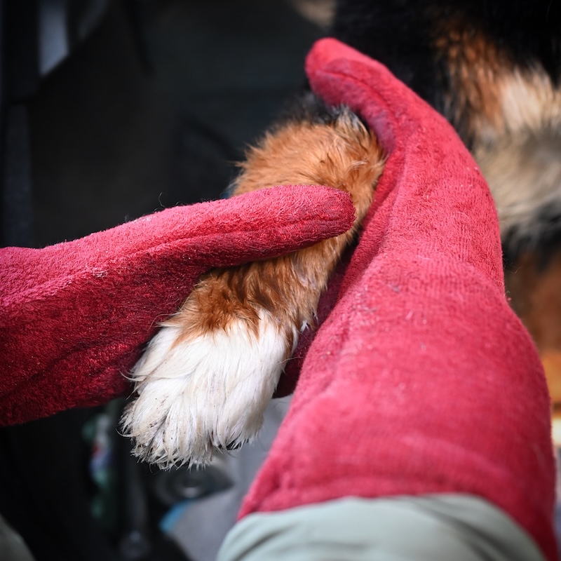 Grab those paws before they leave wet and muddy prints through the house! Our double layered Drying Mitts are perfect for legs and paws, keeping the wet away from your house and car. 🐾

Get 15% OFF any Drying Mitts when purchasing a Drying Coat!🌧️