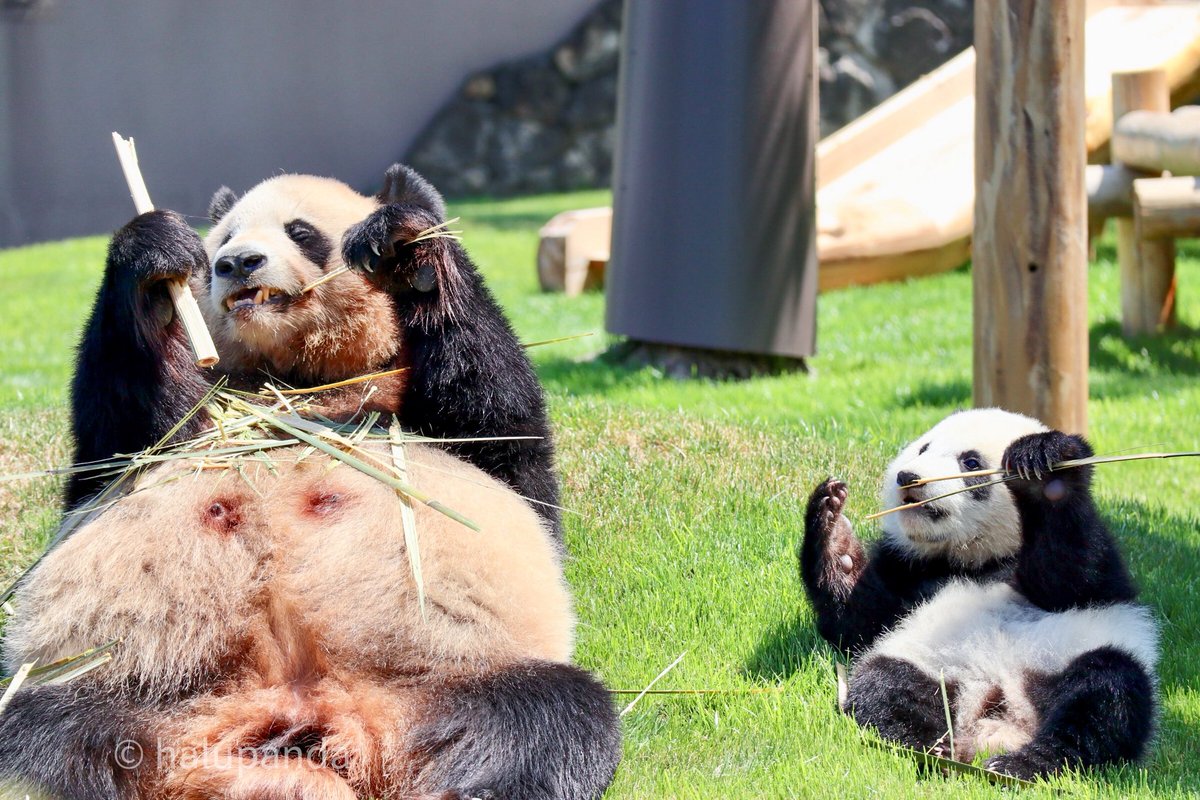 らうママと赤ちゃん彩浜☺️ママの真似っ子して可愛いなぁ😍らうママも可愛い🩷らうちゃんの茶色さ😆🤎
#良浜 #彩浜 #アドベンチャーワールド
2019/5📷