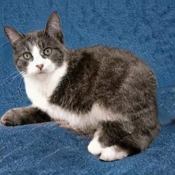 boturitter's tweet photo. This fluffy cloud of judgment is accepting applications for belly rubs. #AICat #Catstagram #DigitalFeline #CuteCat https://t.co/0sAapbHpIY
