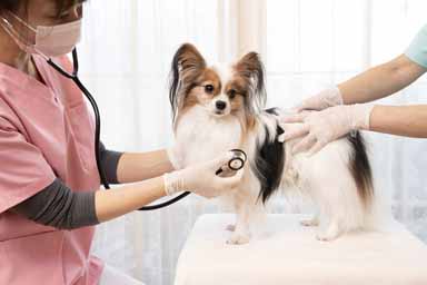 『家庭どうぶつ白書2023』によると、2023年に保険請求が最も多かった犬の疾患は？

【A】消化器疾患
【B】眼の疾患
【C】循環器疾患
【D】神経疾患

※正解＆解説は、m3 ToDoPlusアプリで配信中
m3todoplus.onelink.me/lpGb?af_xp=soc…