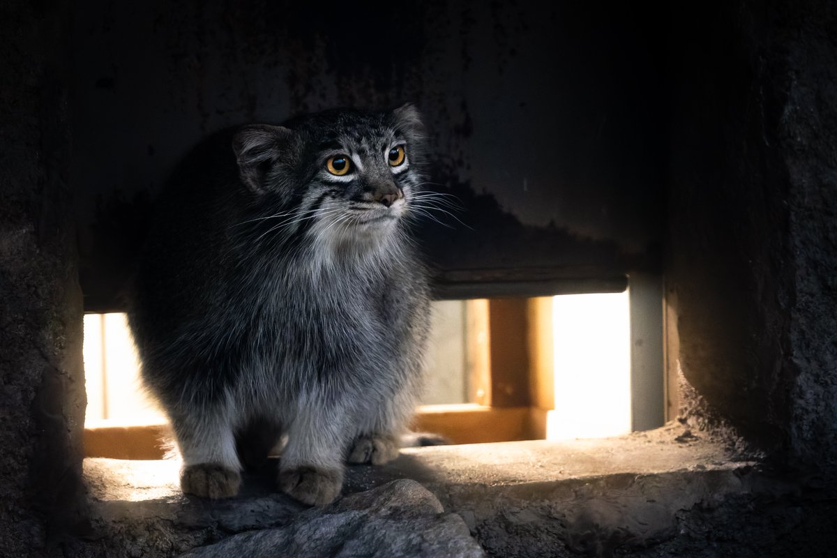 2025/05/07 17:00 メイ Mei
もうちょっと遊ぶ？
#マヌルネコ #メイ
#pallascat #Mei
#神戸どうぶつ王国