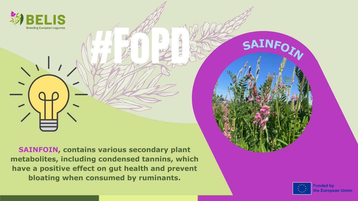 BELIS Project (@belis_eu) on Twitter photo 🤩🌱#FascinationofPlantsDay | Sainfoin
Sainfoin contains various secondary plant metabolites.
👉 <a href="/BELIS_EU/">BELIS Project</a> explores variation and the genetic basis of seed yield.
ℹ️ linkedin.com/posts/belis-pr… 🤩🌱#FascinationofPlantsDay | Sainfoin
Sainfoin contains various secondary plant metabolites.
👉 <a href="/BELIS_EU/">BELIS Project</a> explores variation and the genetic basis of seed yield.
ℹ️ linkedin.com/posts/belis-pr…