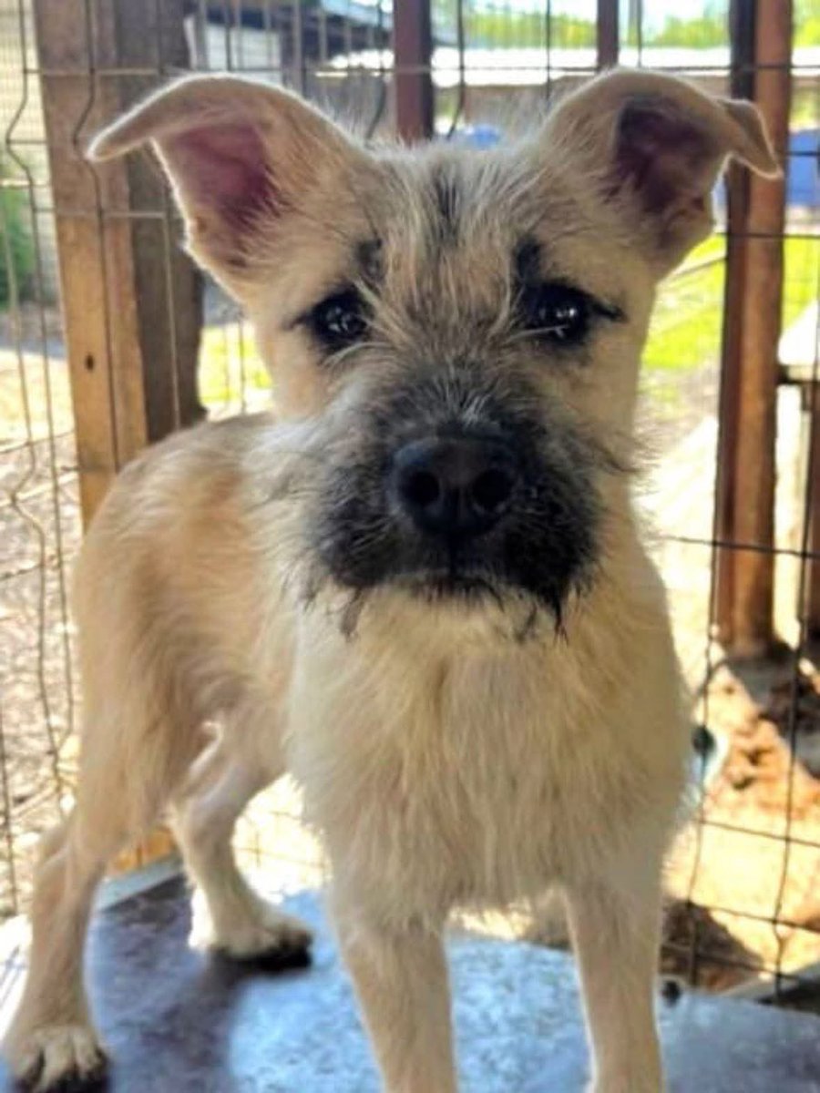 ProDogRomania tweet media