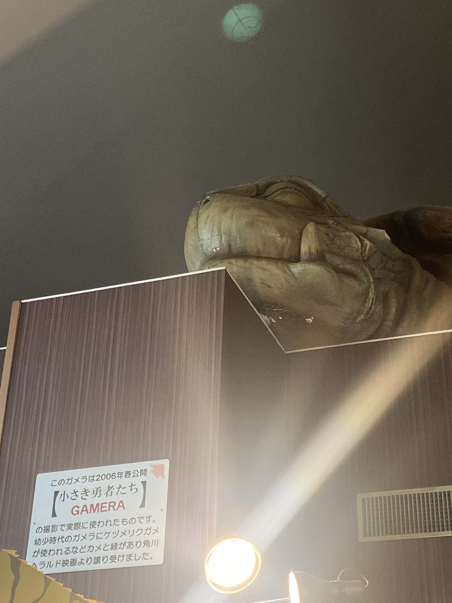 iZooのトト🐢健在だった！ 小さき勇者たち〜ガメラ〜 #iZoo