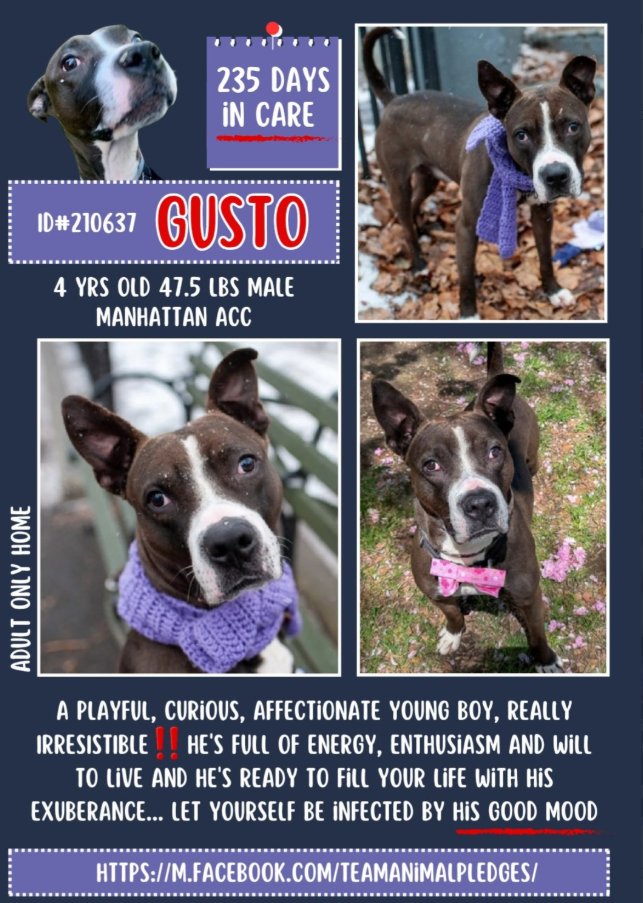 #Gusto is still waiting for a #foster or #adopter 🙏🏻
