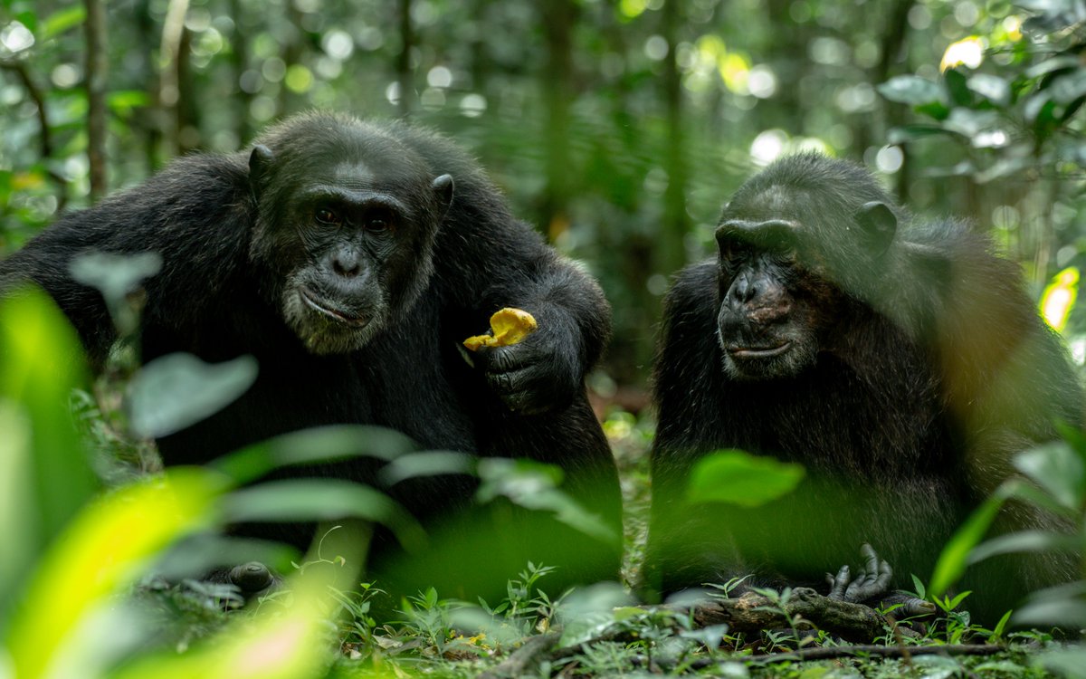 AerolinkUganda's tweet image. Touch down with #AeroLink in #Kasese and step into Kibale’s lush   rainforest—home to thrilling chimpanzee treks and some of the best birding   experiences in East Africa. A once-in-a-lifetime encounter with the wild   awaits! #KibaleForest #ChimpanzeeTracking #BirdingUganda
