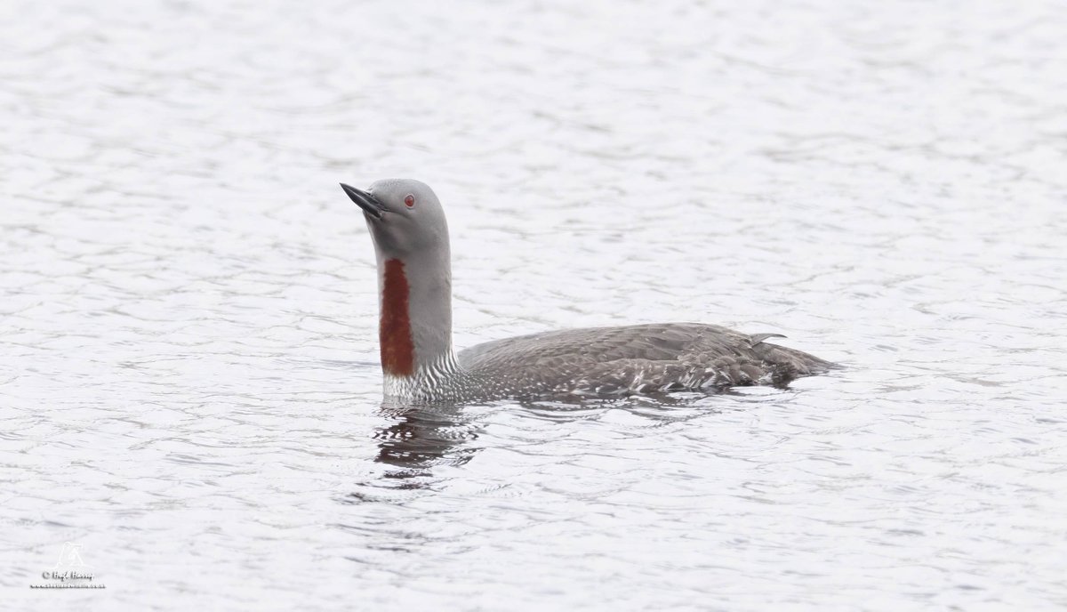 ShetlandWild's tweet image. A few pics from our 17 - 24 May 2025 &apos;Ultimate Shetland&apos; tour. shetlandwildlife.co.uk/holidays/wildl…