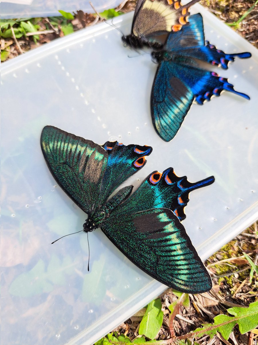 恥ずかしながら、キベリタテハとミヤマカラスアゲハを初採取する事が出来ました！

どちらも美しくて感動
手が震えたし、取れた時は思わず叫んだ笑

ちょっと時期が遅かったから、夏型はしっかり完品が見れる時期に行きたい