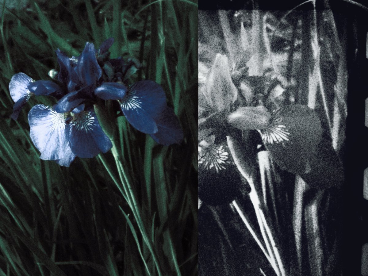 이른 イルン tweet media