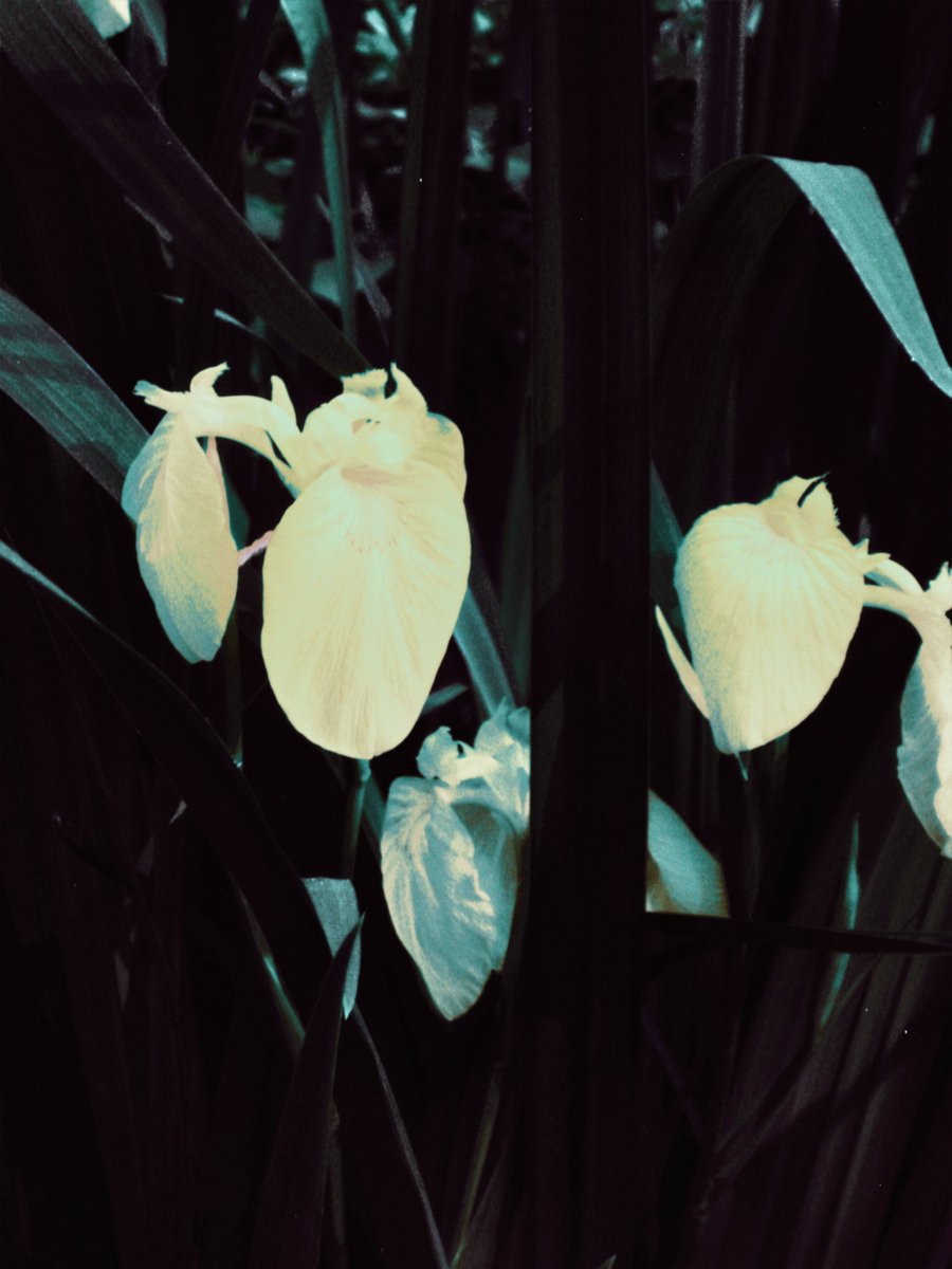 이른 イルン tweet media