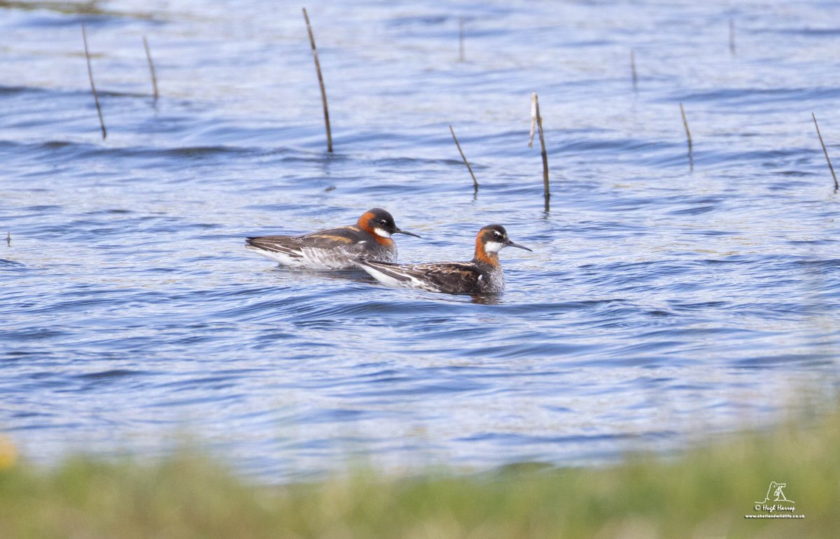 ShetlandWild's tweet image. A few pics from our 17 - 24 May 2025 &apos;Ultimate Shetland&apos; tour. shetlandwildlife.co.uk/holidays/wildl…
