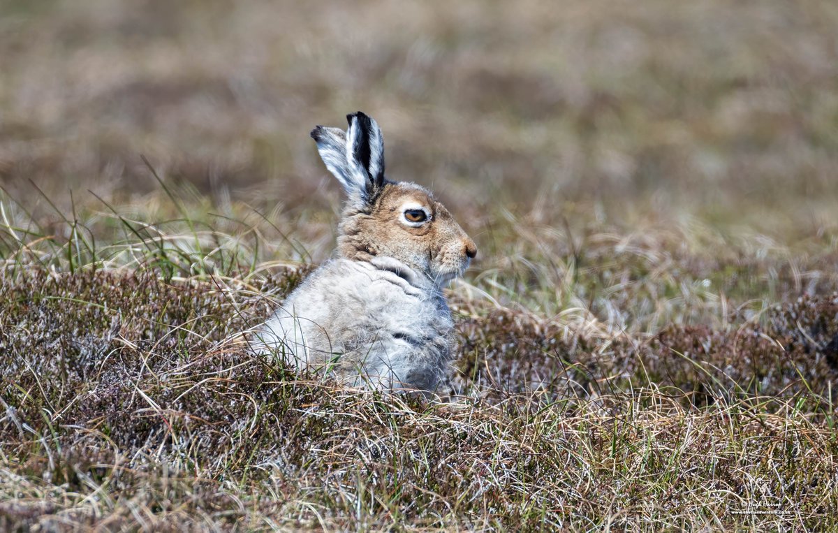 ShetlandWild's tweet image. A few pics from our 17 - 24 May 2025 &apos;Ultimate Shetland&apos; tour. shetlandwildlife.co.uk/holidays/wildl…