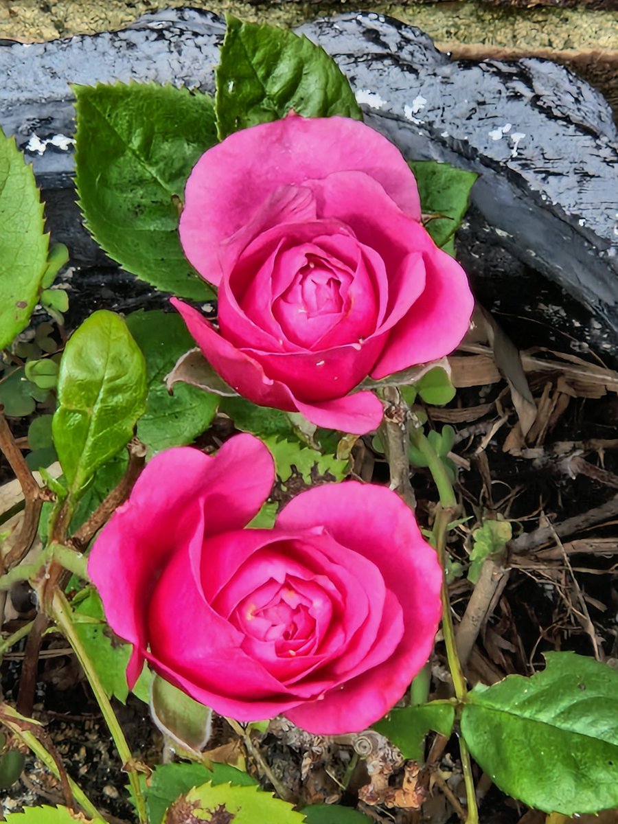 eve1231_'s tweet photo. #Happy #RoseWednesday
#Flowerfun #Inthegarden
#SpringBreak https://t.co/fLnOXucWBZ