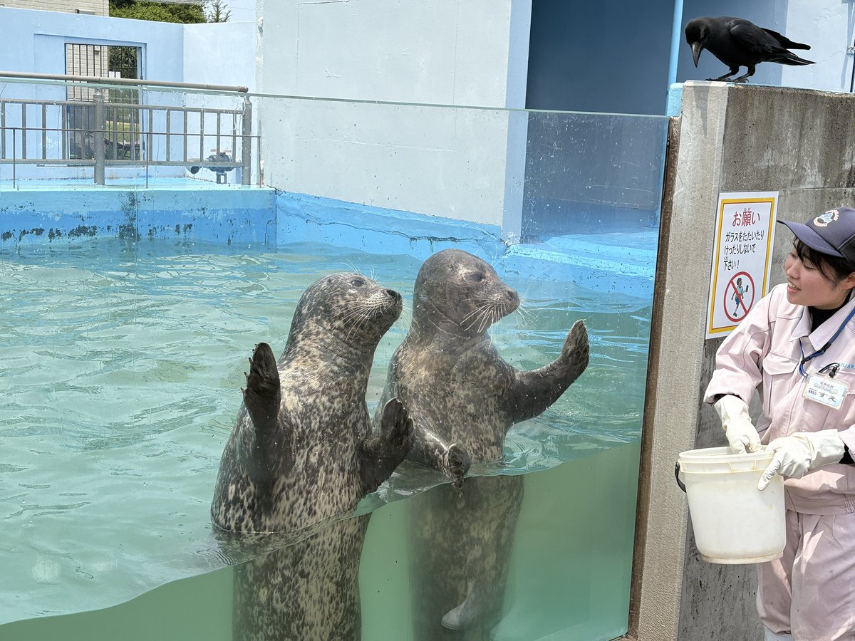 室蘭の水族館、アザラシさん、こんなに可愛かったっけ☺️#室蘭