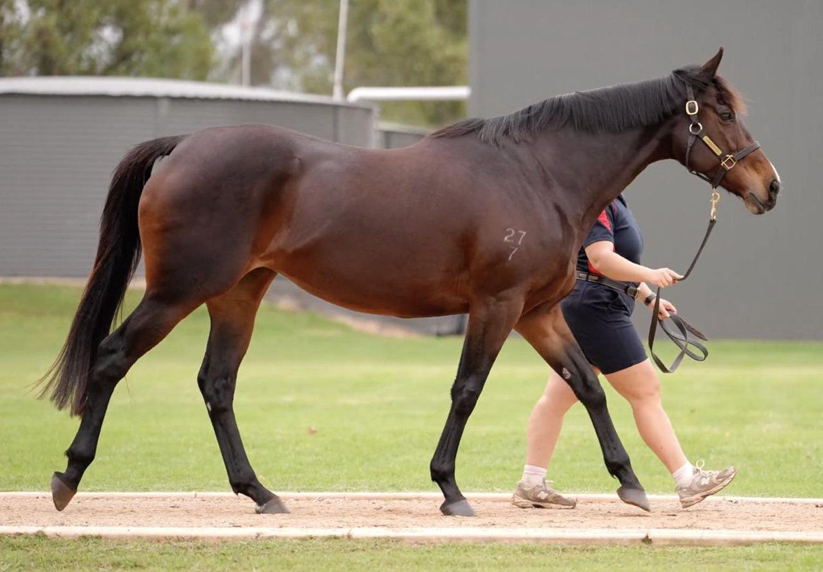 Boomer Bloodstock (@craigrounsefell) on Twitter photo Lot 879 - Ventisette 👌
The daughter of Dundeel from <a href="/yarramanpark/">Yarraman Park Stud</a> will join her dam in the broodmare band at <a href="/greenfieldsMV/">Greenfields Lodge</a>. A half sister to Stakes winner Neidorp & promising HK runner Packing Hermod, she carries a foal by Stay Inside and was great value at $130k. Lot 879 - Ventisette 👌
The daughter of Dundeel from <a href="/yarramanpark/">Yarraman Park Stud</a> will join her dam in the broodmare band at <a href="/greenfieldsMV/">Greenfields Lodge</a>. A half sister to Stakes winner Neidorp & promising HK runner Packing Hermod, she carries a foal by Stay Inside and was great value at $130k.