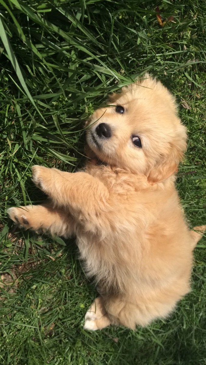 petpopular's tweet photo. https://t.co/EhmiNtaokR