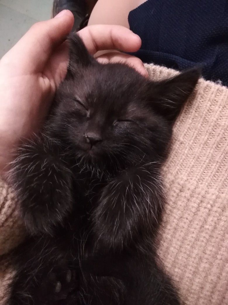 Black cats are not bad luck (@visualscat) on Twitter photo 
