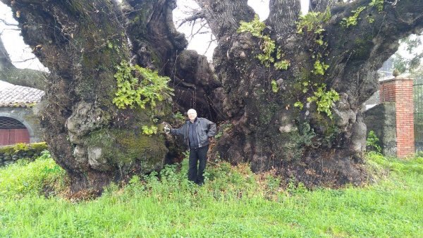 Castagno della Nave - Mascali, Sicily 🌳

A THREE THOUSAND year old Sweet Chestnut that is the largest volume native tree in Europe.

Photo: Saro Sciuto