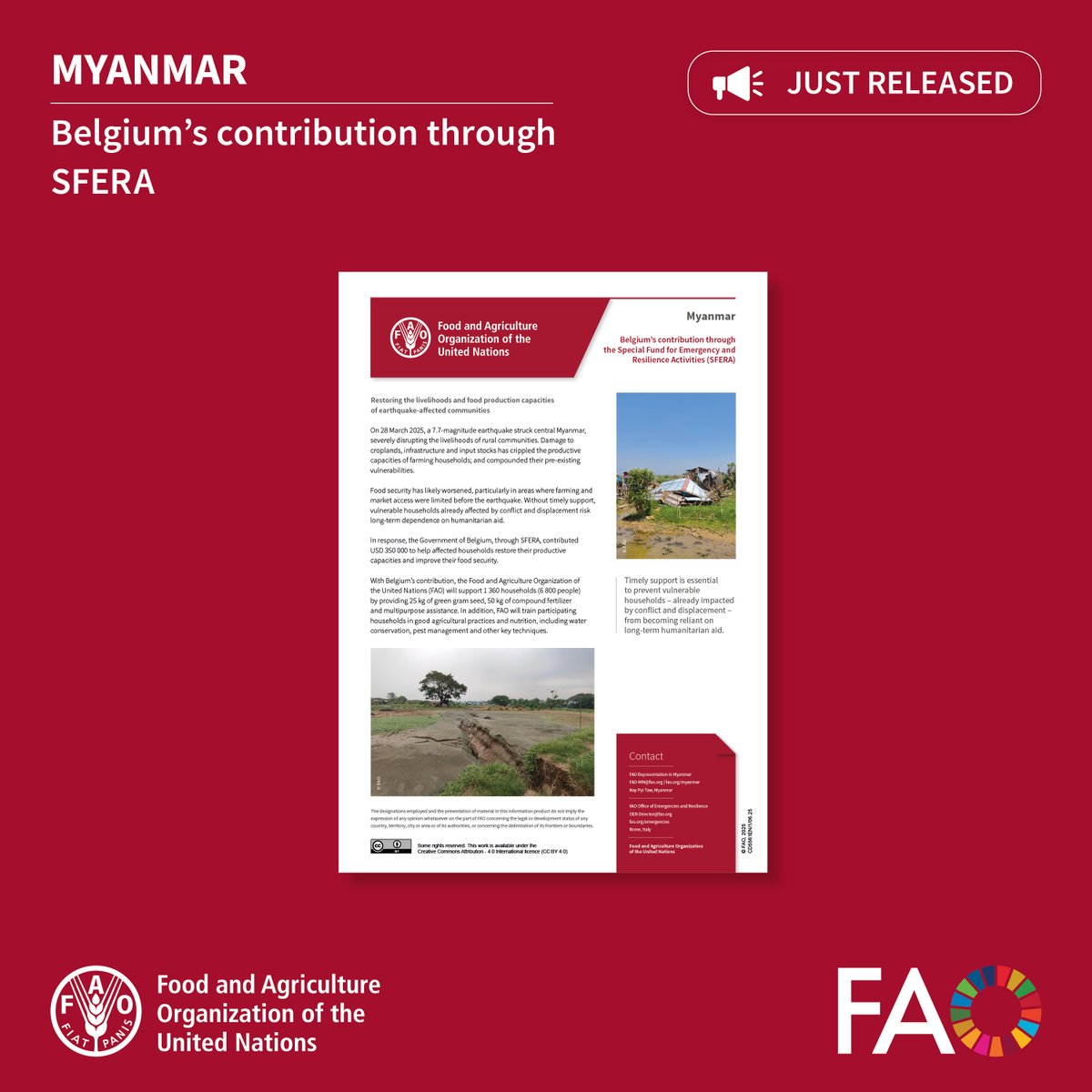 FAO in Emergencies (@faoemergencies) on Twitter photo Thanks to <a href="/BelgiumMFA/">🇧🇪 Belgium MFA</a>'s generous funding, <a href="/FAO/">Food and Agriculture Organization</a> through #SFERA is restoring farming livelihoods in Myanmar after the March 2025 earthquake, supporting 1 360 households with seeds, fertilizer and training.
openknowledge.fao.org/handle/20.500.…
#InvestInHumanity #AgricultureCan Thanks to <a href="/BelgiumMFA/">🇧🇪 Belgium MFA</a>'s generous funding, <a href="/FAO/">Food and Agriculture Organization</a> through #SFERA is restoring farming livelihoods in Myanmar after the March 2025 earthquake, supporting 1 360 households with seeds, fertilizer and training.
openknowledge.fao.org/handle/20.500.…
#InvestInHumanity #AgricultureCan