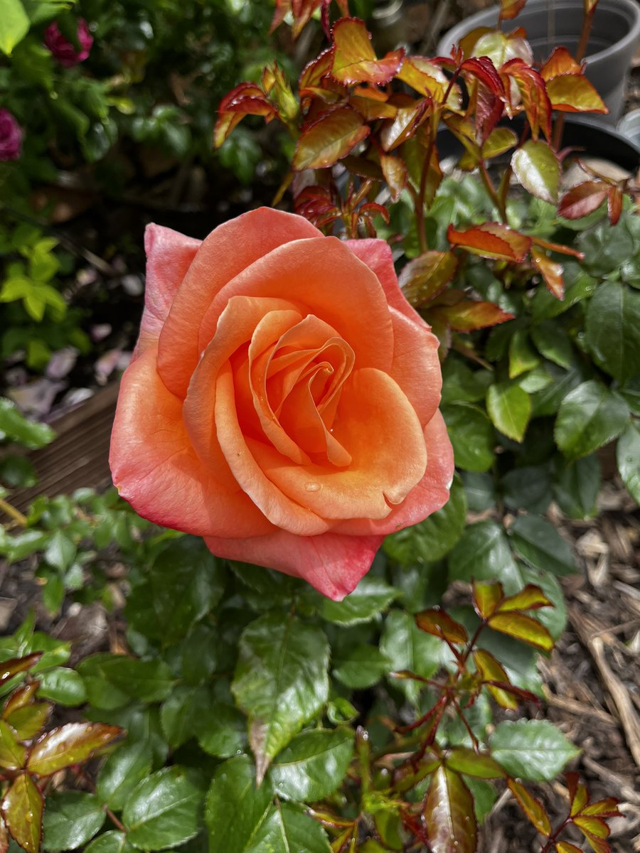 Happy #RoseWednesday and here’s the beautiful “Mama Mia” rose glowing brightly in the garden. Even the wind and rain hasn’t been able to disturb her beauty. Have a lovely rose filled day everyone.#Roses #GardeningX