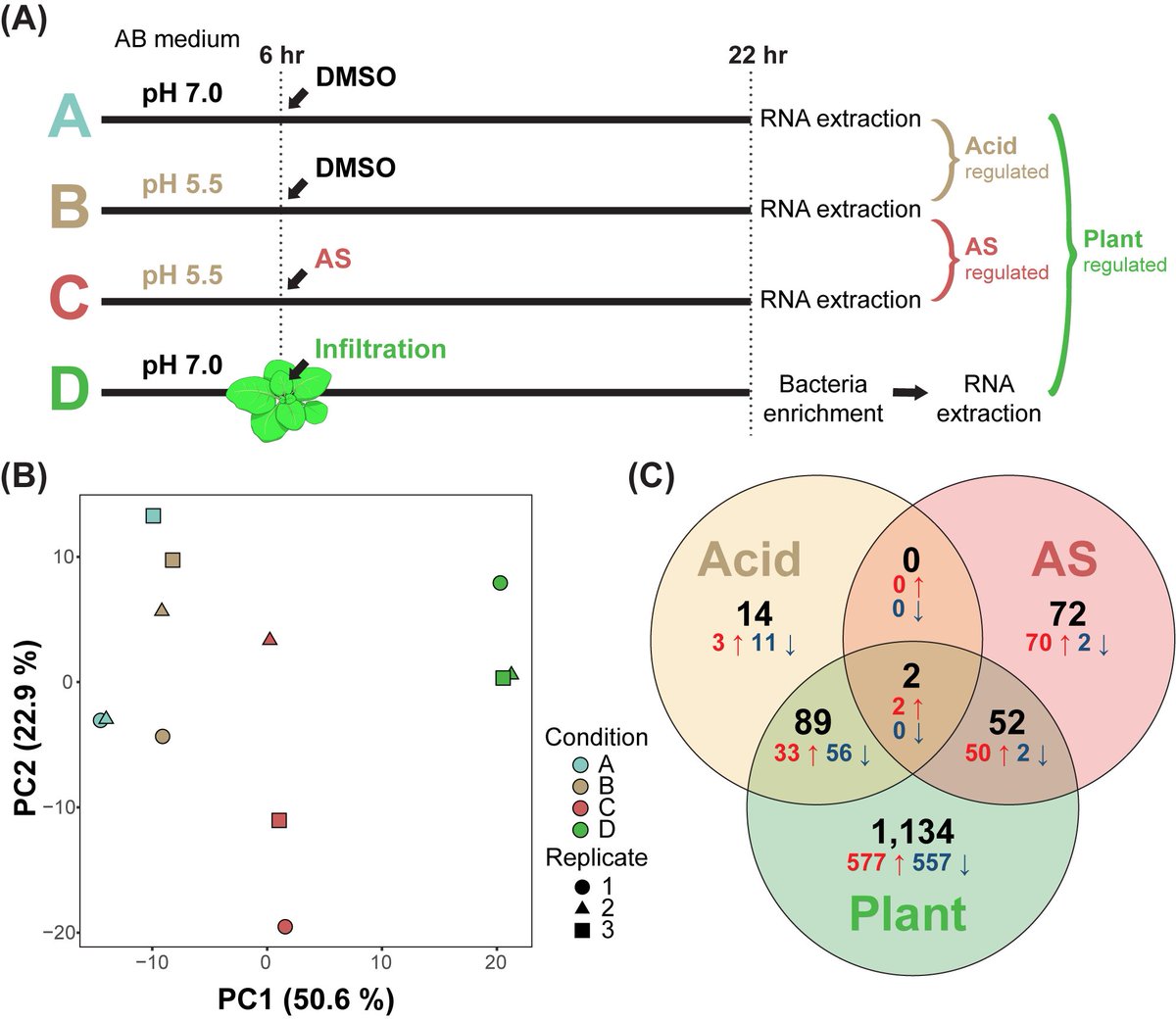 Chih-Horng Kuo (郭志鴻) (@chihhorngkuo) on Twitter photo Our new #preprint
Comparative Transcriptomics Reveals Context- and Strain-Specific Regulatory Programs of #Agrobacterium During Plant Colonization
doi.org/10.1101/2025.0…
<a href="/IPMBSinica/">IPMB Academia Sinica (中研院植微所)</a> AMT team: <a href="/AzzByp/">Yu Wu</a> <a href="/_hsinyichang/">Hsin-Yi Chang</a> <a href="/AdamWu9527/">Chih-Hang Wu</a> <a href="/erhminlai/">Erh-Min Lai</a> Our new #preprint
Comparative Transcriptomics Reveals Context- and Strain-Specific Regulatory Programs of #Agrobacterium During Plant Colonization
doi.org/10.1101/2025.0…
<a href="/IPMBSinica/">IPMB Academia Sinica (中研院植微所)</a> AMT team: <a href="/AzzByp/">Yu Wu</a> <a href="/_hsinyichang/">Hsin-Yi Chang</a> <a href="/AdamWu9527/">Chih-Hang Wu</a> <a href="/erhminlai/">Erh-Min Lai</a>