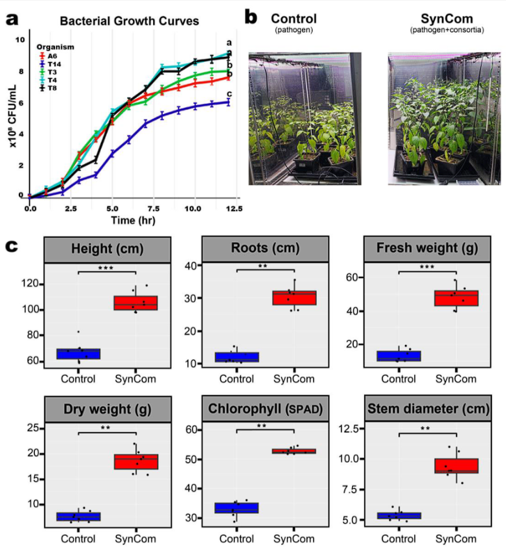 Plants_MDPI's tweet photo. 🌱 New research published!

"Application of a Synthetic Microbial Community to Enhance Pepper Resistance Against Phytophthora capsici"

✍️ Tino Flory Bashizi et al.
🔗 https://t.co/JpvSfic9dB

#CapsicumAnnuum #PhytophthoraCapsici #RhizosphereMicrobiome #PlantGrowthPromotion #PGPR https://t.co/p4DSY3nl6B