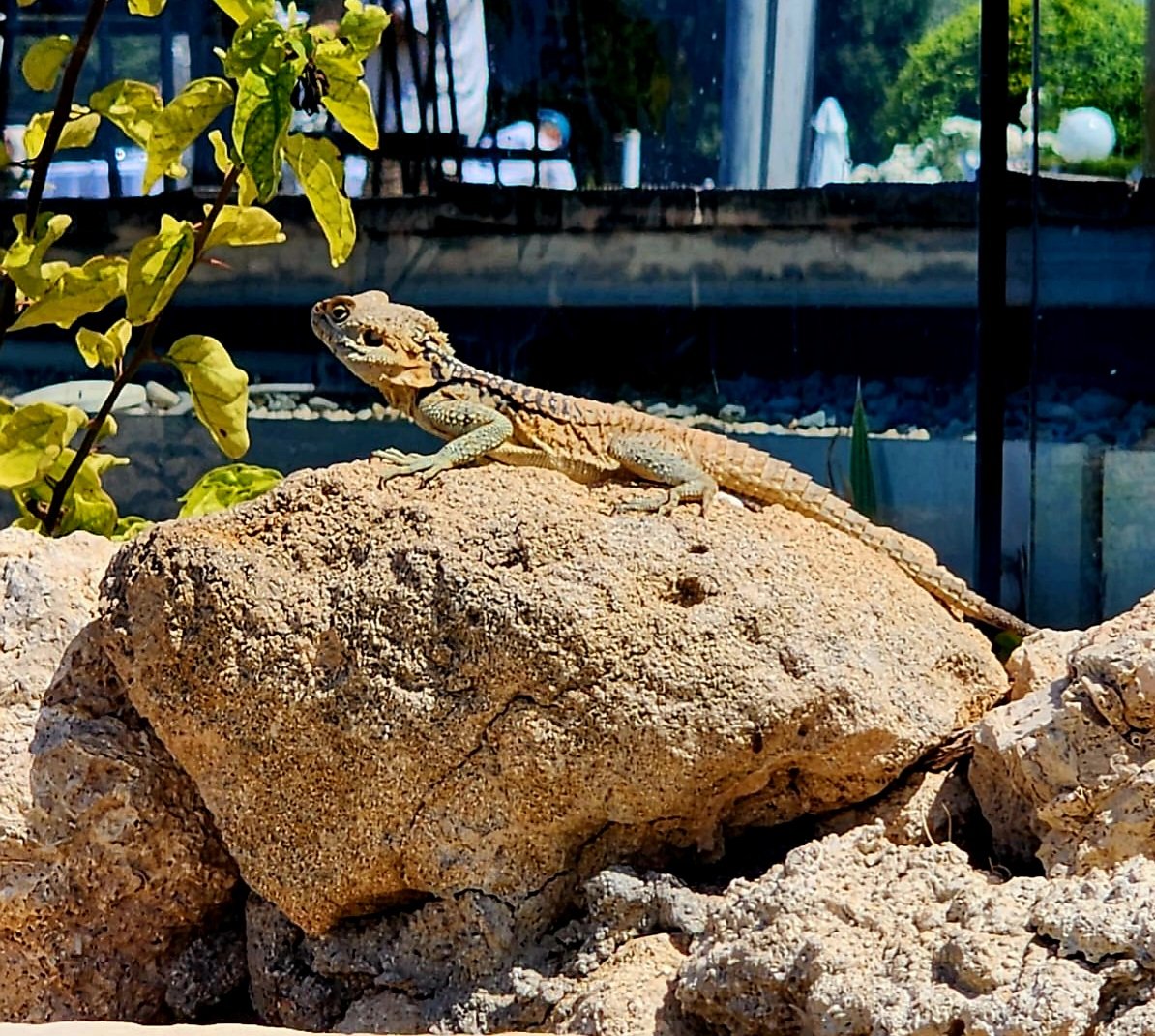 Lizard. That is all 🦎