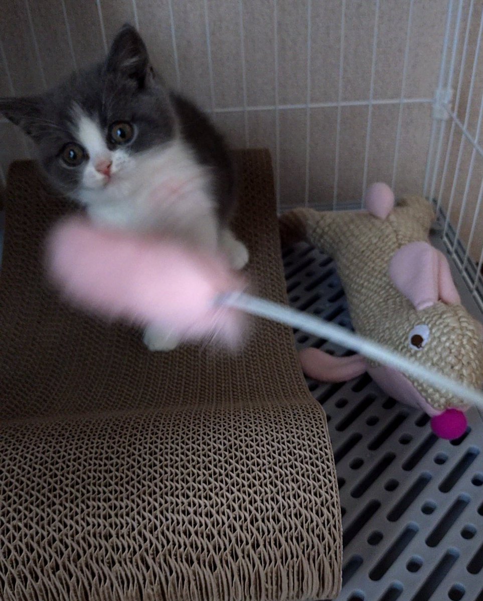 家にヌコ様をお迎えしました🐈‍⬛
かわいすぎる🥰