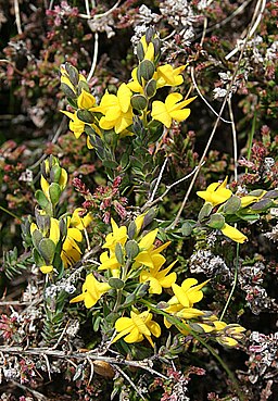 National Plant Monitoring Scheme (@thenpms) on Twitter photo Petty Whin (Genista anglica) a small spiny shrub with pea shaped yellow flowers in clusters. An indicator species on the NPMS Healthlands species lists. It has declined in many lowland regions since the 1960's. It has swollen, pointed hairless seed pods.
Photo: Anne Burgess, CC Petty Whin (Genista anglica) a small spiny shrub with pea shaped yellow flowers in clusters. An indicator species on the NPMS Healthlands species lists. It has declined in many lowland regions since the 1960's. It has swollen, pointed hairless seed pods.
Photo: Anne Burgess, CC