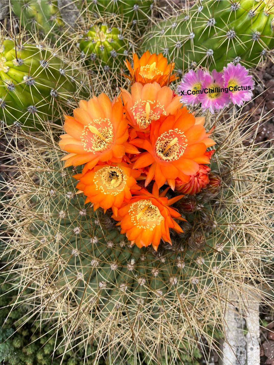 Chilling Cactus tweet media