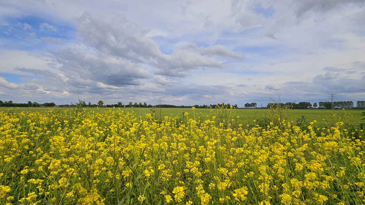 weerverteller's tweet image. Een vliegende start van de zomer wordt het niet, maar signalen voor warm weer zijn er al wel. En die moet je in de zomer serieuzer nemen dan in de winter. weerverteller.nl/verhalen/warm-… #zomer #berekeningen #modellen #warmte #pluim #warmtepoel #koudepoel

Foto: Nely van Frankenhuyzen.