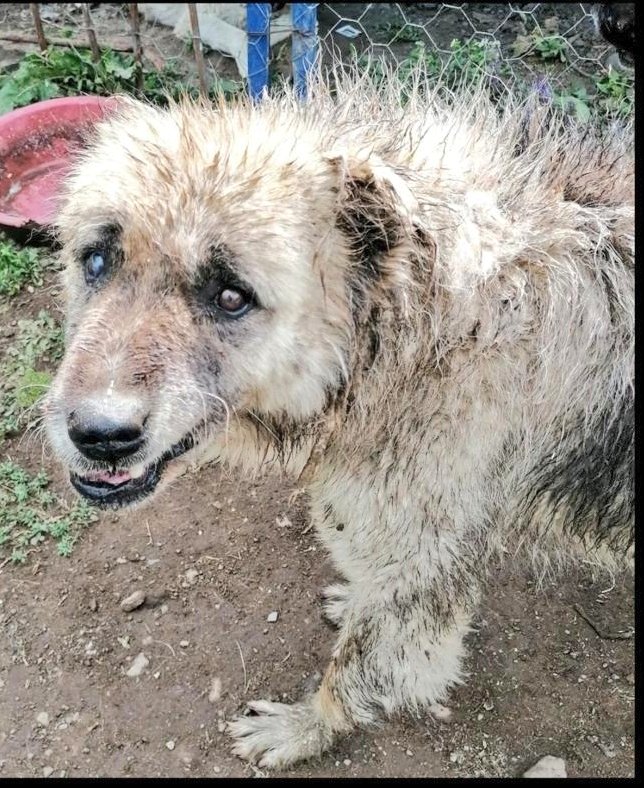 Sürgün’ü hatırladınız mı?

Her sabah ilk o bakardı bana.
Gözleriyle tek cümle söylerdi:

“Güçlü olan haklı değildir.”

O gitti.
Ama o bakış kaldı.

Ve ne zaman güce hak tanındığını görsem,
kapının önünde bir gölge beliriyor.

Sürgündü.
Çünkü doğruydu.
#CilavuzŞefkatEvi #Sürgün